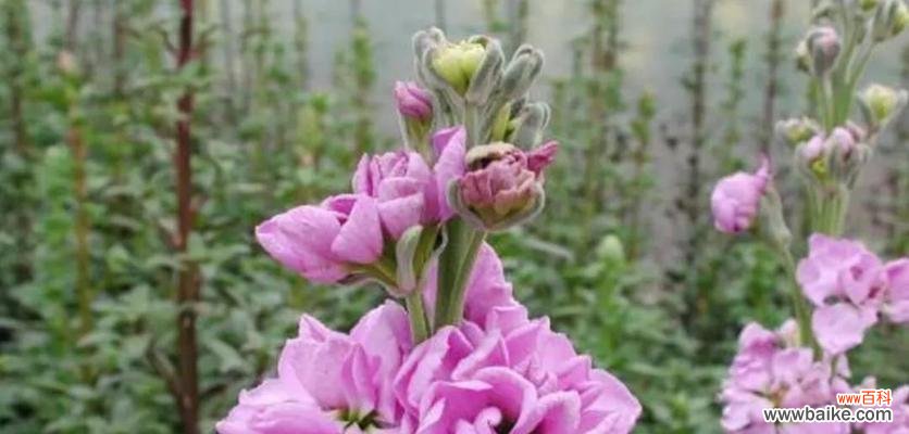 掌握紫罗兰的养护技巧 紫罗兰的养护和花语