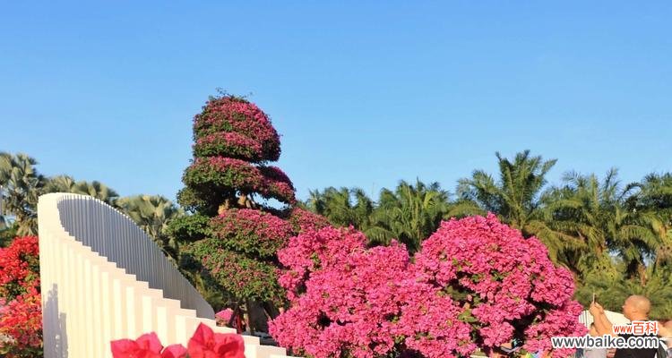 探寻三角梅花的情感和美丽 三角梅花的寓意与象征
