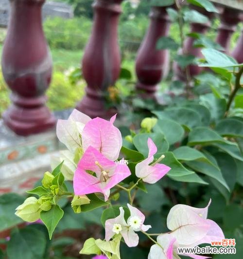 探寻三角梅花的情感和美丽 三角梅花的寓意与象征