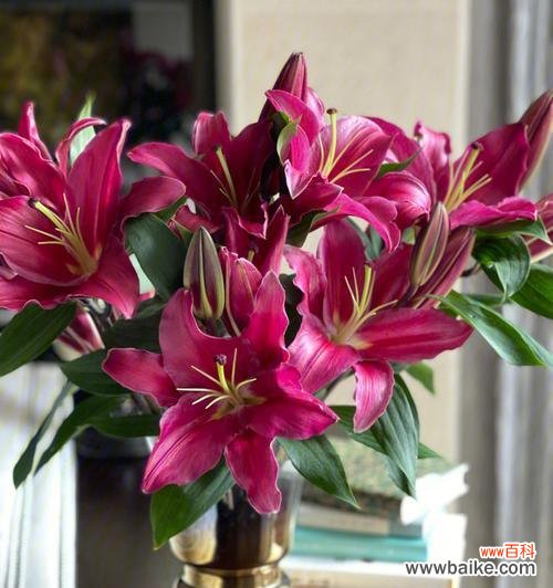 揭秘百合花的花语与文化内涵 三头百合的意义与象征——解读百合花的神秘之美