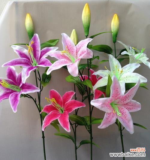 揭秘百合花的花语与文化内涵 三头百合的意义与象征——解读百合花的神秘之美