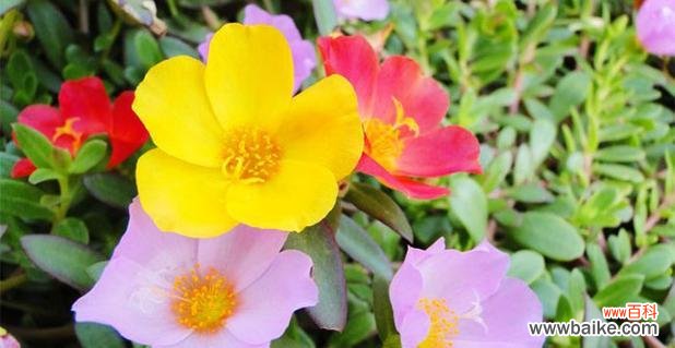 传统文化与自然之美的完美结合 扫帚梅花语——传递寓意的美丽