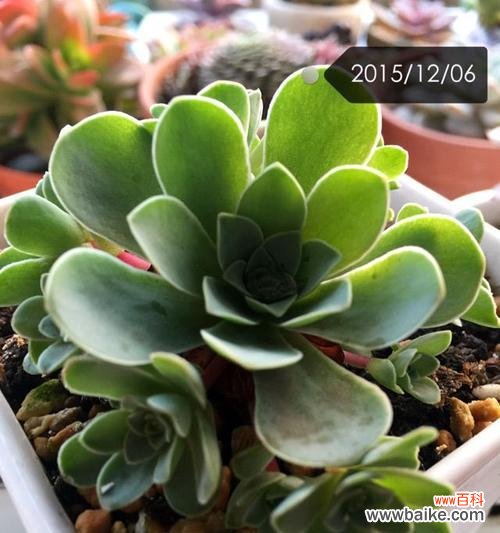 解析山地玫瑰的花语 山地玫瑰花语