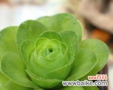 解析山地玫瑰的花语 山地玫瑰花语