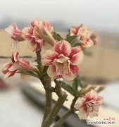 探寻沙漠玫瑰的神秘力量与生命哲学 沙漠玫瑰——坚韧与美丽并存的象征