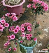 探索沙漠玫瑰花背后的深意与象征 沙漠玫瑰花的花语