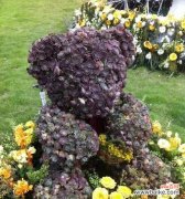 山地玫瑰之美与象征 以山地玫瑰的花语为主题的文章