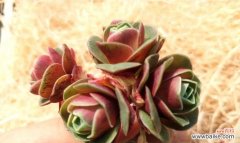 探寻山地玫瑰的美丽寓意 山地玫瑰