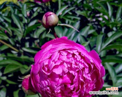 美丽 以芍药花放家里的寓意