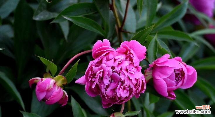 芍药的传统象征与现代诠释 芍药的花语与象征——揭秘芍药的深层意义