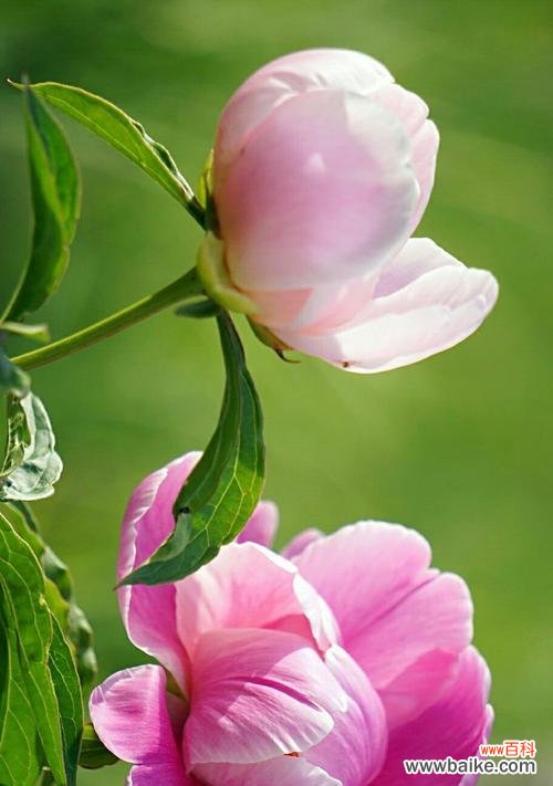 神秘的白色芍药花——寓意纯洁和宁静 白色芍药花的花语探秘