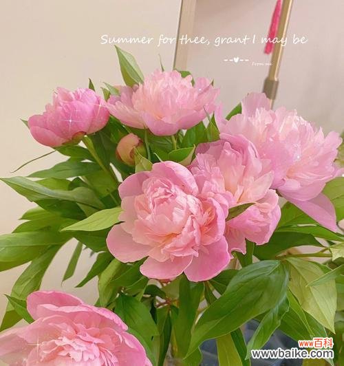 神秘的白色芍药花——寓意纯洁和宁静 白色芍药花的花语探秘