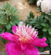 种植、施肥、病虫害防治 芍药花的养殖方法及其花语解析