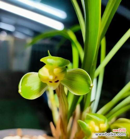 绍兴兰花的花语探秘 绍兴兰花之美