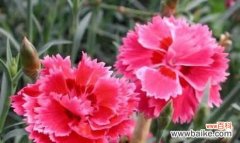 探索深红色石竹花的情感和象征 深红色石竹花的花语与意义