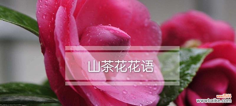 探寻花的秘密之美 花的美丽语言