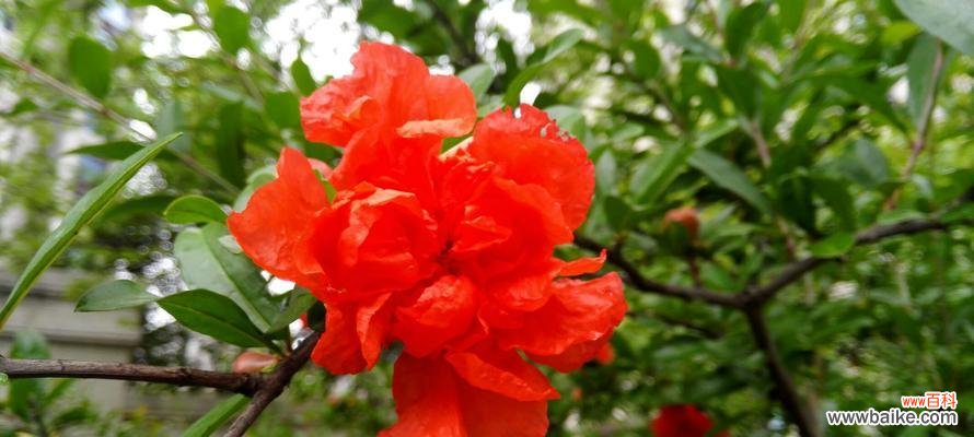 以番石榴花的花语为主题 番石榴花