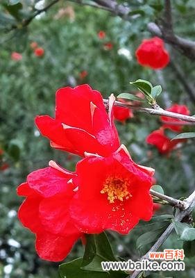 以番石榴花的花语为主题 番石榴花