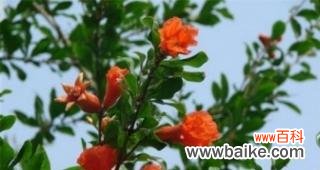 探寻石榴花在风水中的吉祥意义 石榴花的风水含义