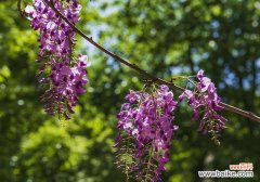 揭秘紫藤花的隐秘力量——传说与象征意义 紫藤花的花语与传说