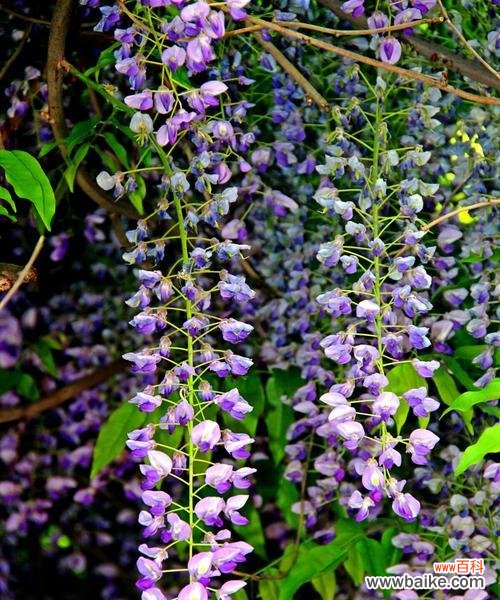 揭秘紫藤花的隐秘力量——传说与象征意义 紫藤花的花语与传说