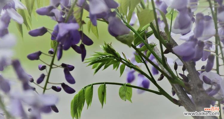 揭秘紫藤花的隐秘力量——传说与象征意义 紫藤花的花语与传说