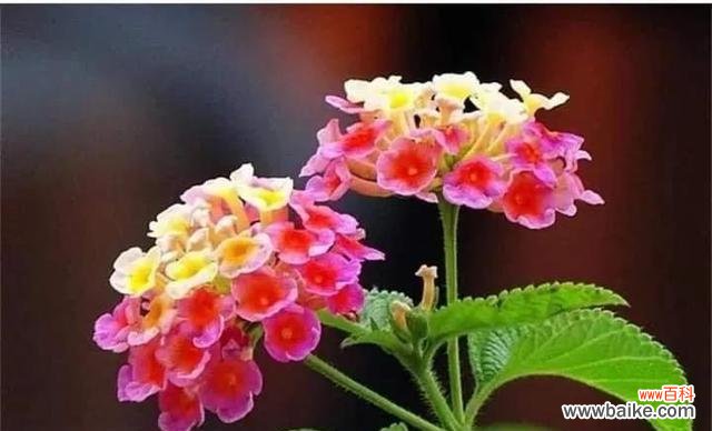 探寻紫苏花的神秘与传奇 紫苏花语与传说