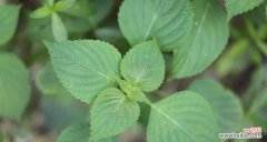 探寻紫苏花的神秘与传奇 紫苏花语与传说