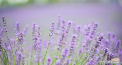 渴望爱情 等待爱情的奇迹——紫色薰衣草的花语