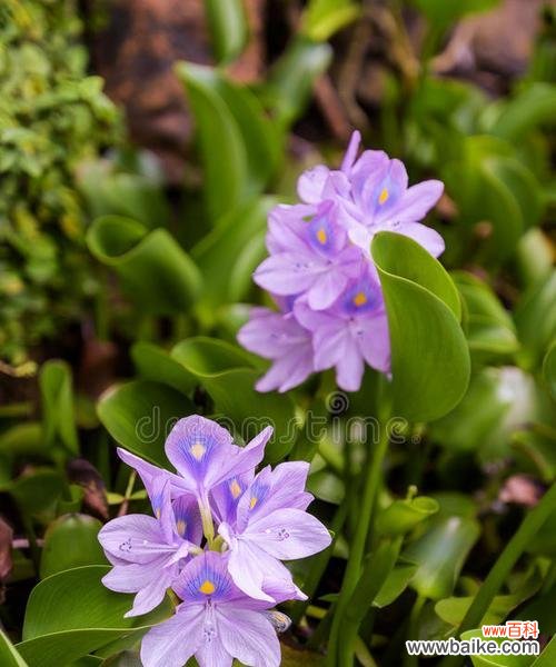 探寻淡紫色风信子所代表的爱情寓意 淡紫色风信子花语