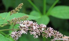 探寻醉鱼草的花语与文化背景 醉鱼草