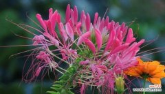 揭开醉蝶花的花语和药用秘密 醉蝶花