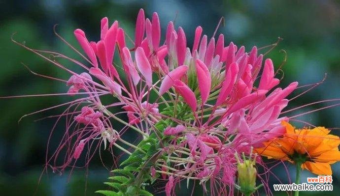 揭开醉蝶花的花语和药用秘密 醉蝶花