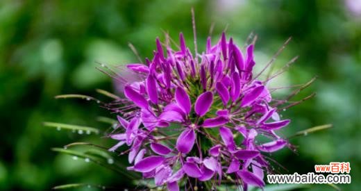 探寻醉蝶花的世界 醉蝶花的花语及其深刻寓意