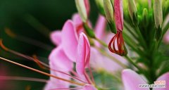 探寻醉蝶花的世界 醉蝶花的花语及其深刻寓意