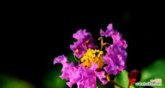 揭秘紫薇花的神秘之美 紫薇花的花语与传说