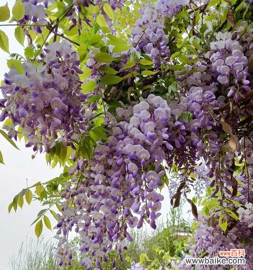 探寻紫藤花的深意与传说 紫藤花