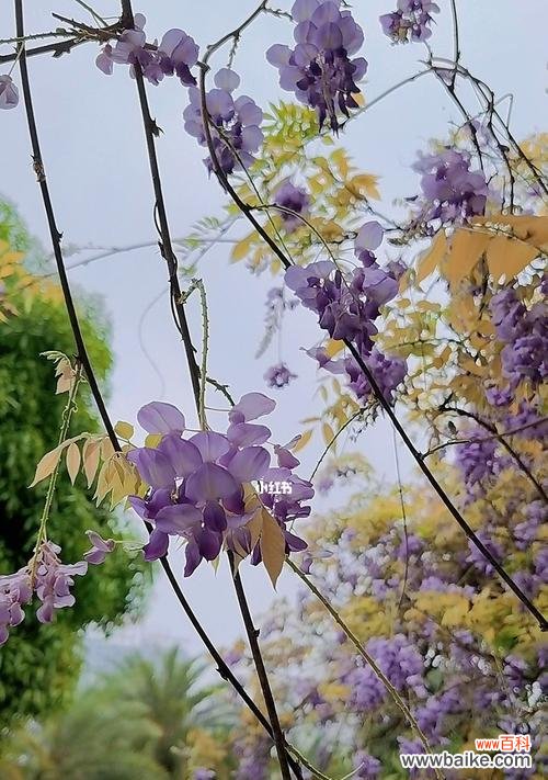 探寻紫藤花的深意与传说 紫藤花