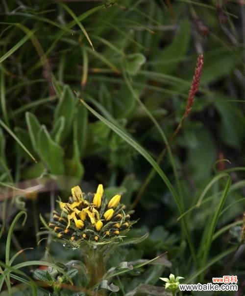 探寻苣叶报春的花语之美 苣叶报春的花语及寓意解读