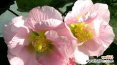 探索芙蓉花的文化背景和象征意义 芙蓉花的花语及代表意义