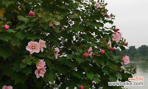 白芙蓉花的优雅与坚强 白芙蓉花的象征意义