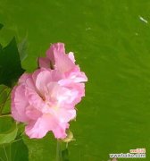 白芙蓉花的优雅与坚强 白芙蓉花的象征意义