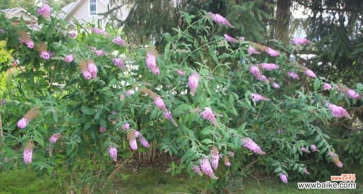 探索醉鱼草花语的传承和独特之处 醉鱼草花语的美丽与寓意