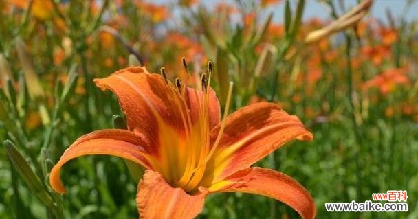 探究萱草花的象征意义及文化内涵 以萱草花的寓意是什么