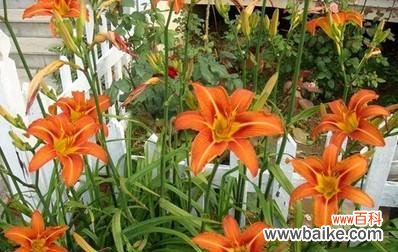 探究萱草花的象征意义及文化内涵 以萱草花的寓意是什么