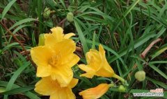 散发着希望与生机的萱草 萱草花语与寓意