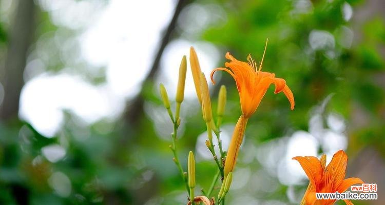 散发着希望与生机的萱草 萱草花语与寓意