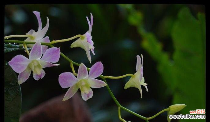 石斛兰花语及其象征的含义 石斛兰