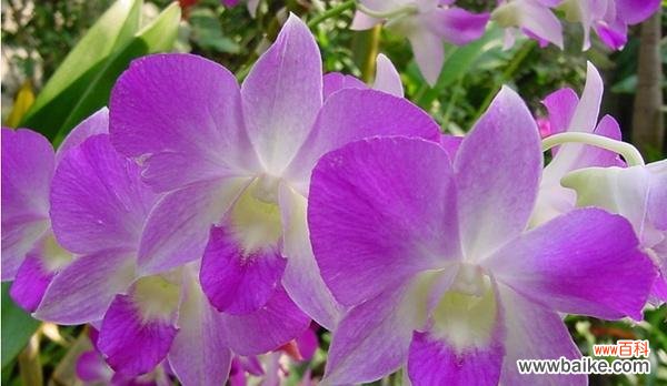 石斛兰花语及其象征的含义 石斛兰