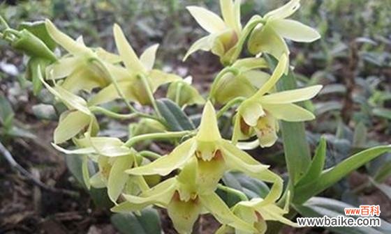 石斛兰花语及其象征的含义 石斛兰